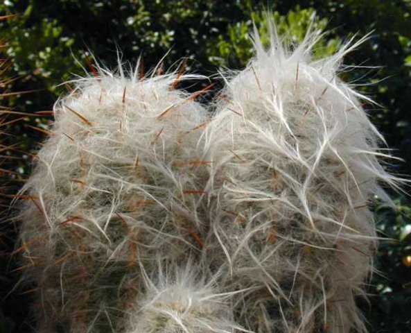 Oreocereus_trollii_3